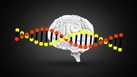 digital animation of dna structure and human brain spinning against black background
