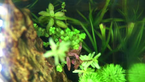 top view of a planted aquarium with green underwater plants