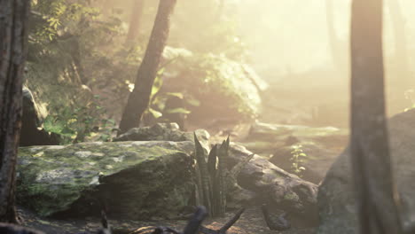 sol en un bosque tropical