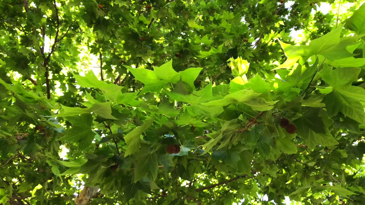 마르베야 말라가 스페인의 화창한 날에 큰 플라타너스 나무 열매