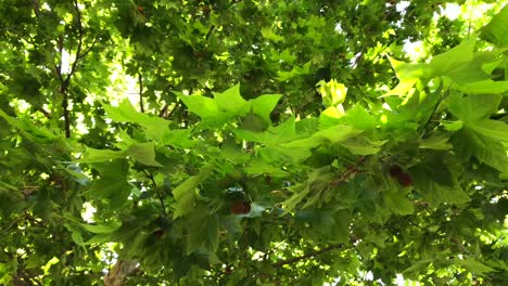 gran fruta del árbol sicómoro en un día soleado en marbella malaga españa