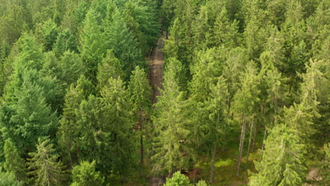 fotografía aérea de un joven montando un quad a través de un sendero forestal alemán, rodeado de exuberante vegetación