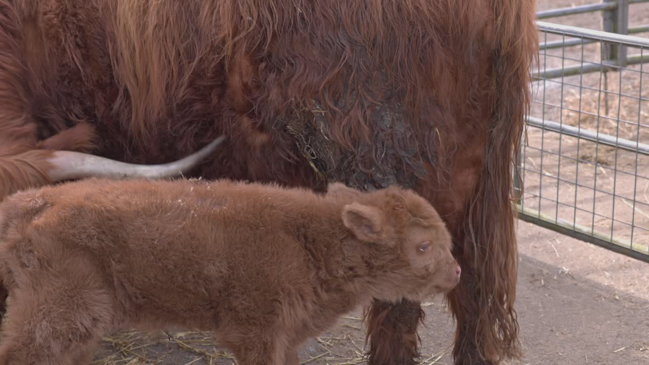 Vitello di mucca delle Highland in piedi accanto alla madre per protezione in un recinto.
