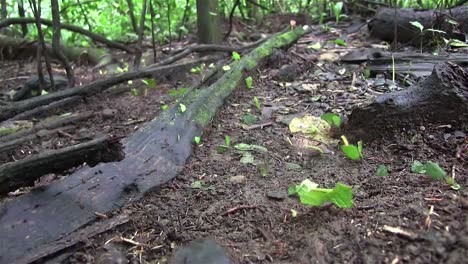 thousands of leafcutter ants move across a forest floor