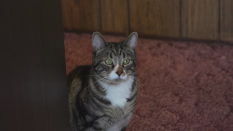 Lindo-Gato-Sentado-En-La-Puerta-De-Cerca