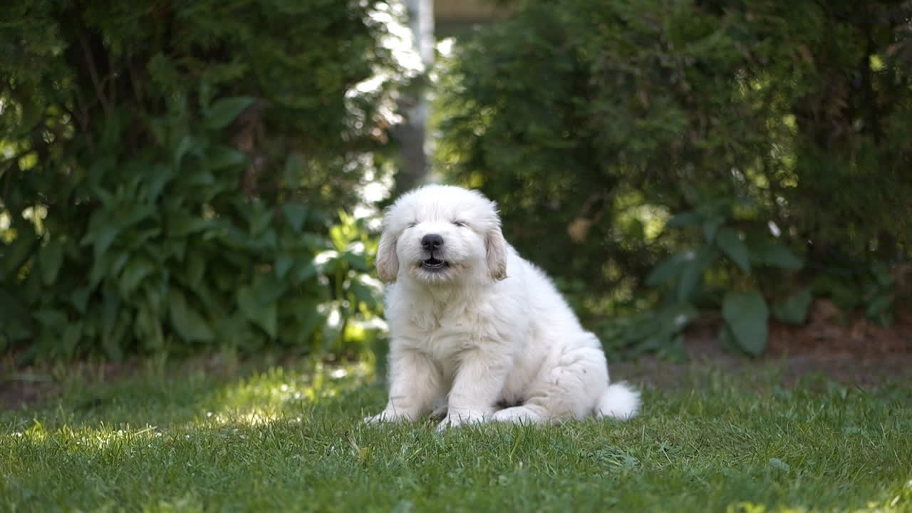 A cute Golden Retriever puppy having a big yawn in slow motion