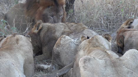 Orgullo-De-Leones-Dándose-Un-Festín-Con-Cadáveres-En-Un-Parque-De-Caza-Africano