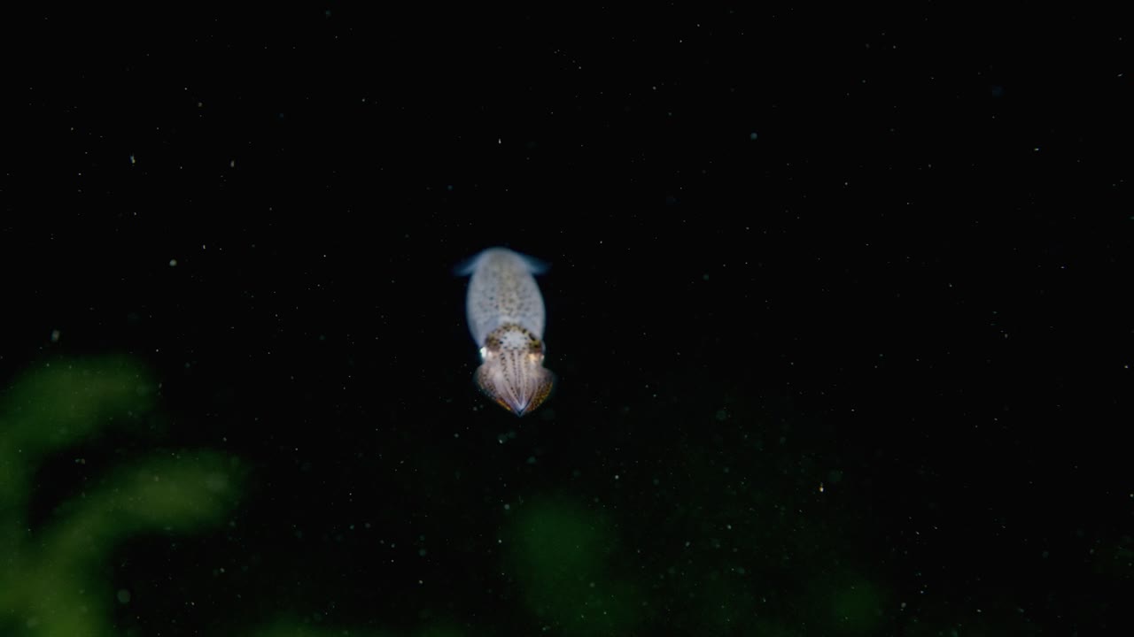 Opalescent squid swimming at night in the Pacific Ocean