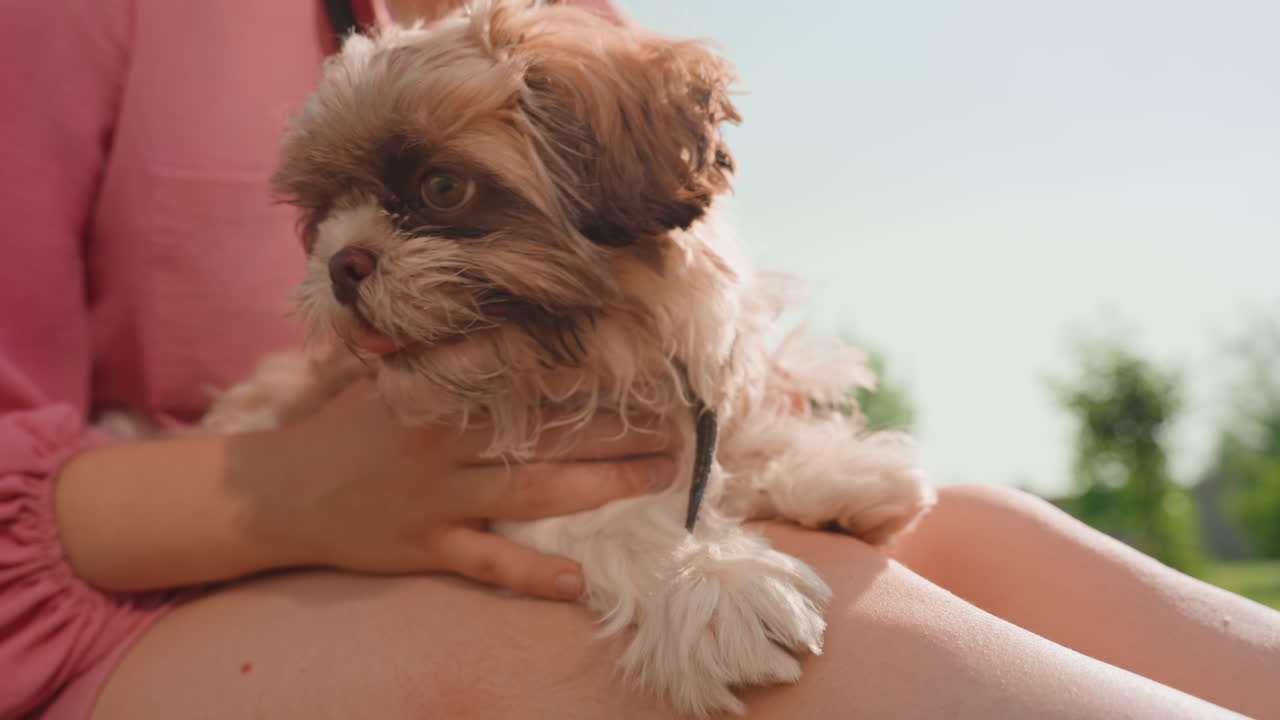 Playful Young Dog Happily Rests Outside With Friend, Joyful Dog Cuddles And Plays On Bright Sunny Outdoor Day, Energetic Puppy Joyfully Spends Time Outdoors With Caring Owner During Sunny Afternoon