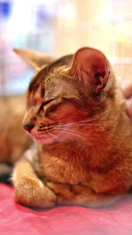 cute abyssinian cat in a cage at cat exhibition. love for animals vertical video