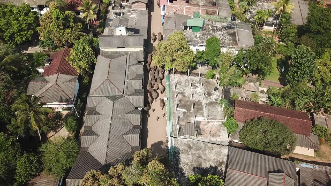 평온하고 평화로운 분위기 속에서 강을 향해 고 있는 코끼리의 클로즈업