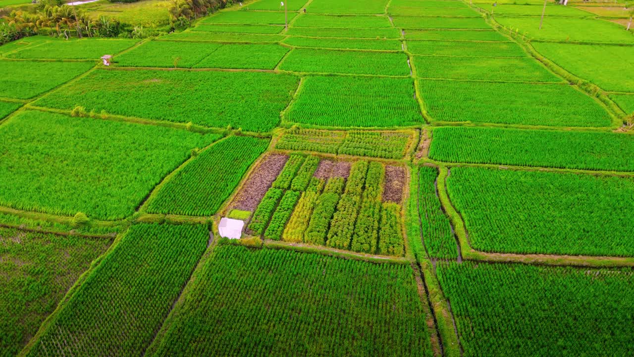 Rice Field View Of Agriculture In Rice Fields For Cultivation Free ...