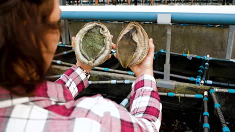 Woman-holds-out-two-abalone-to-inspect-its-anatomy,-aquafarm