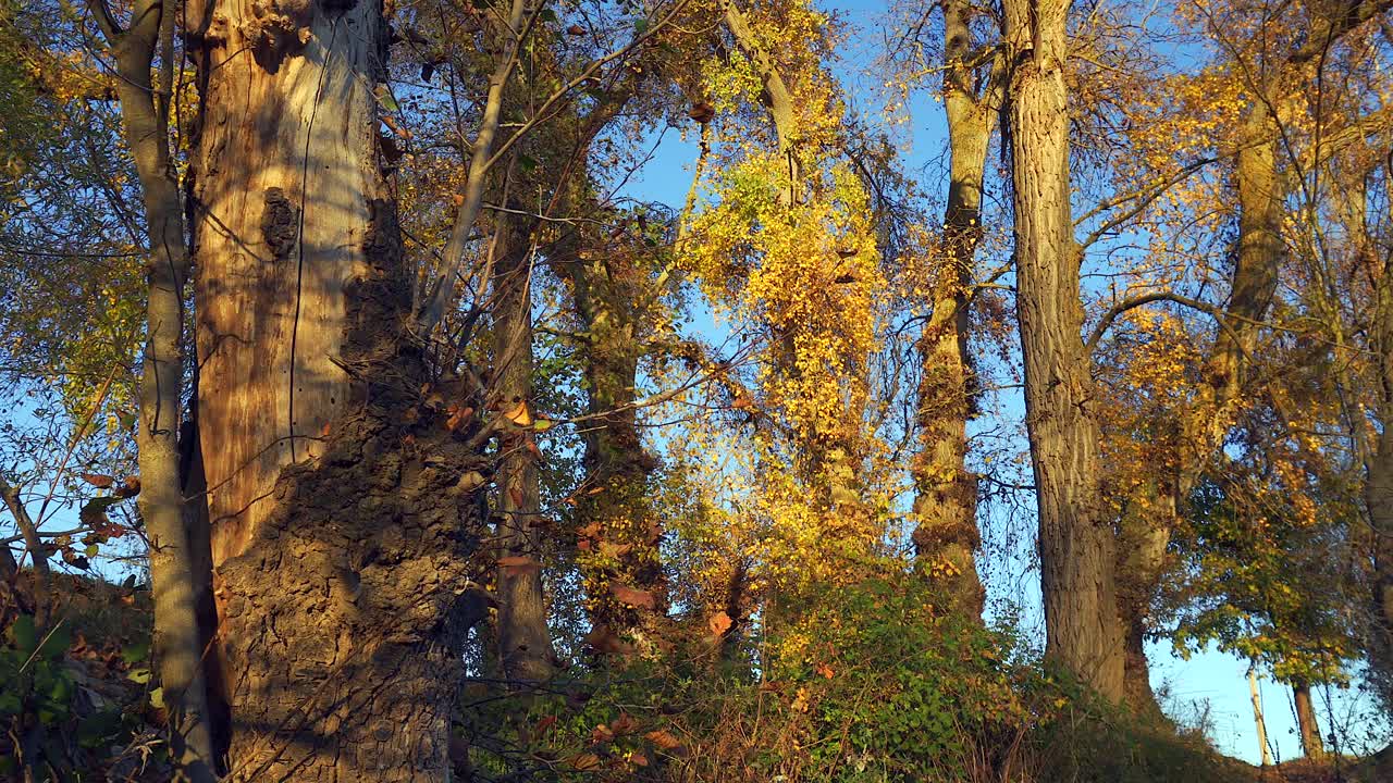 Nice views of the forest at sunset