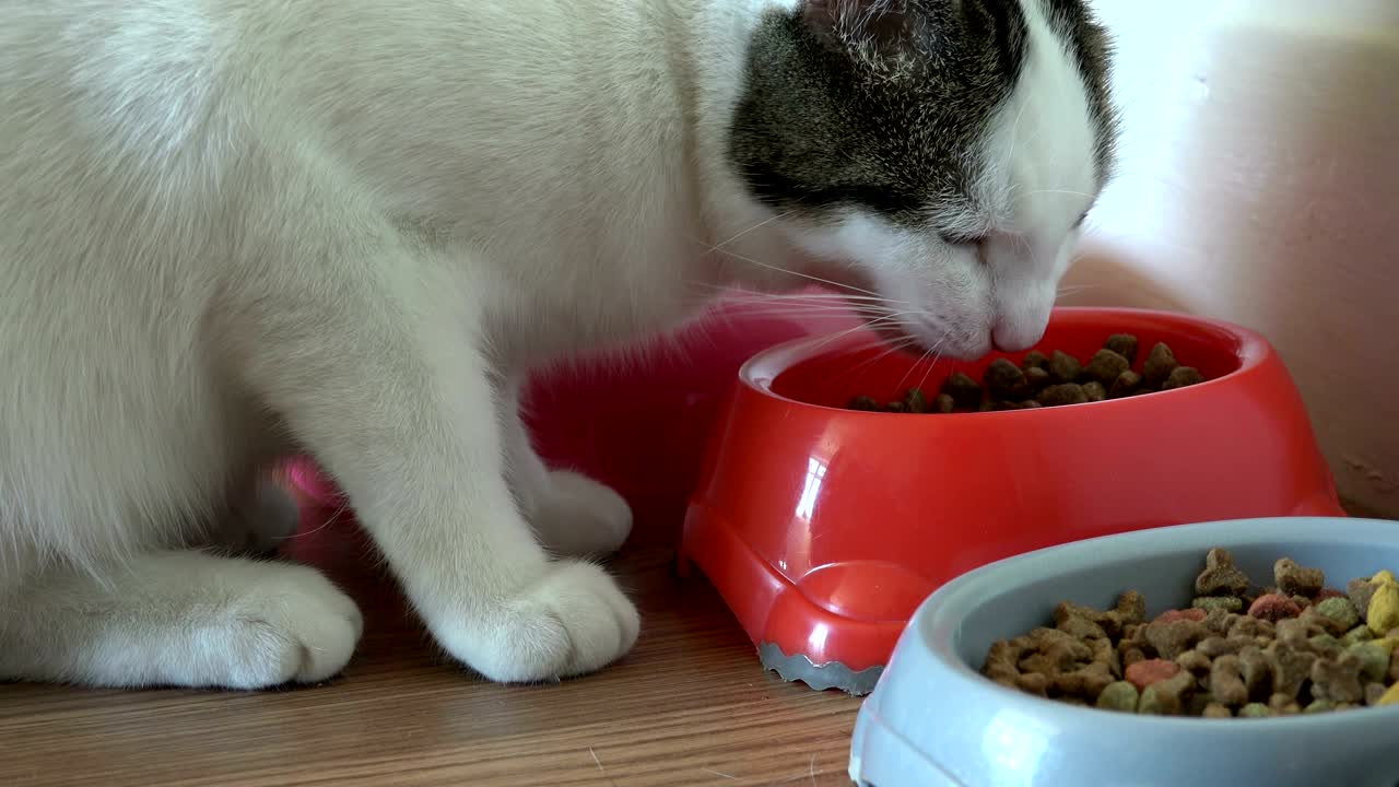 gato de casa de un año de edad blanco comiendo galletas