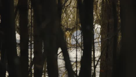 el primer plano de un ciervo salvaje en la naturaleza capturó árboles verdaderos en un bosque en invierno en la nieve en 4k a 120 fps con una bonita luz de fondo