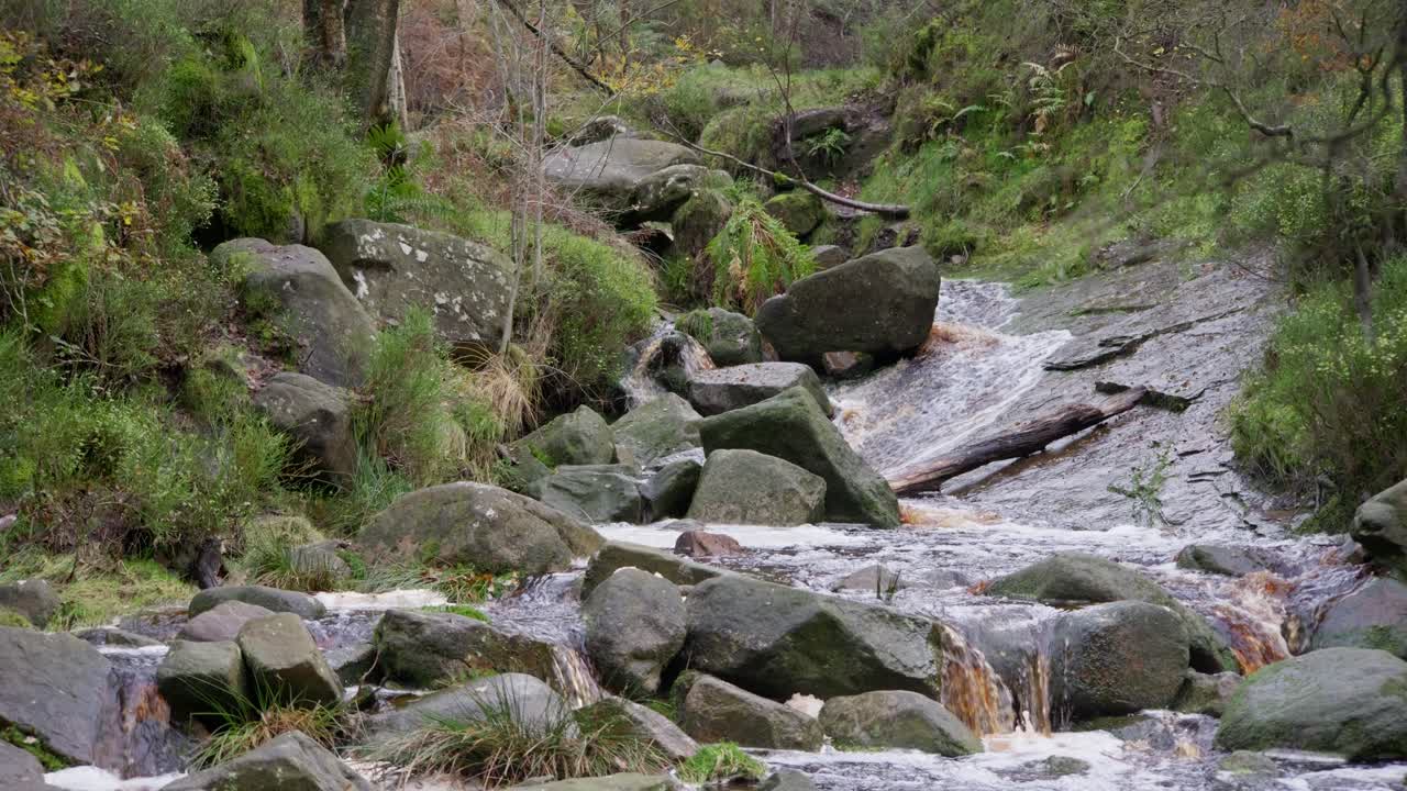 Tranquil winter woods: slow stream, golden oaks, and fallen leaves covering the peaceful and relaxing scene