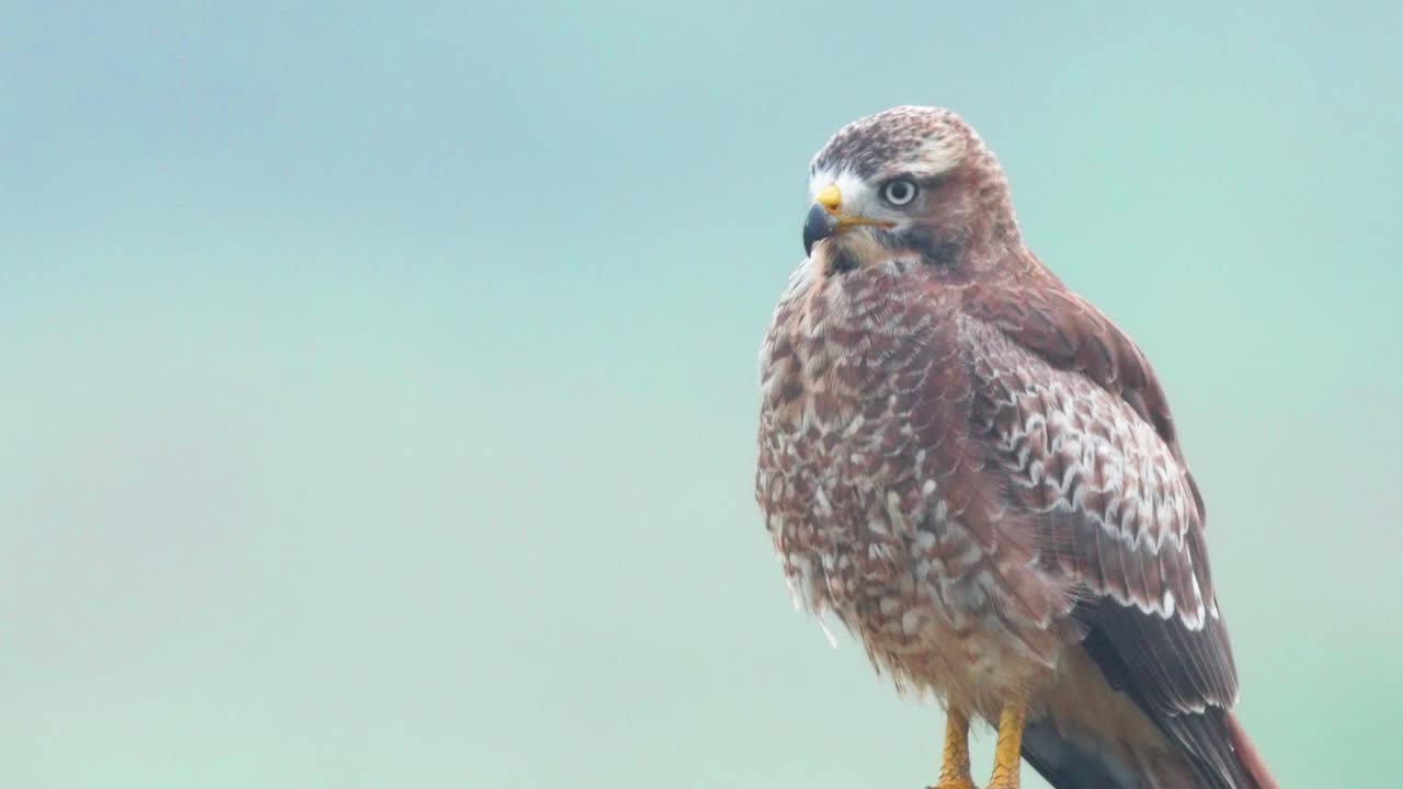 cerca de un buitre de ojos blancos mientras observa el prado cercano en busca de cualquier ave pequeña o reptil que pueda no ser consciente de su presencia y pueda ser alimento potencial para este raptor en la india.