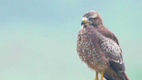 close up of a white eyed buzzard as it watches the near by grassland for any small birds or reptiles that may be unaware of its presence and may be potential food for this raptor in india