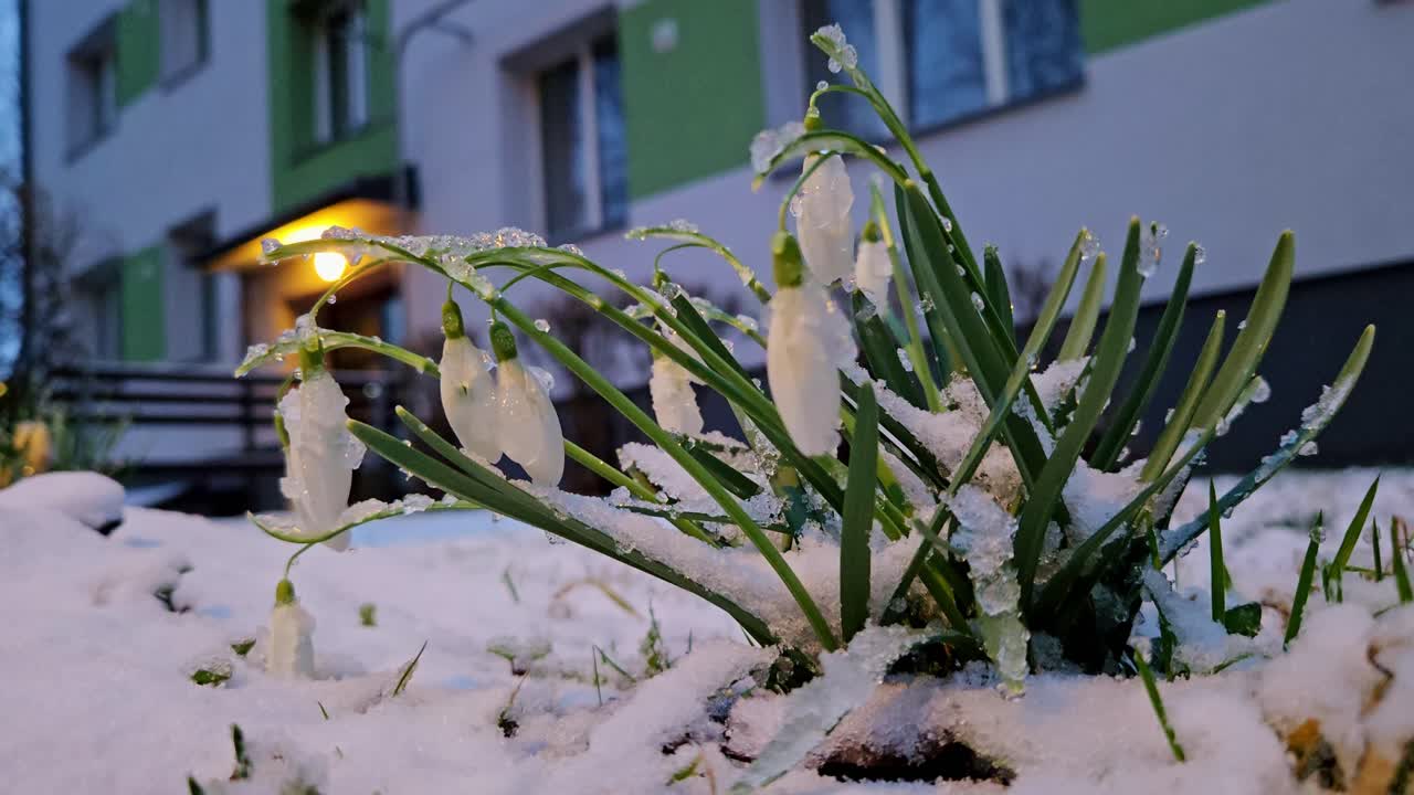 Frozen snowdrops contrast against Soviet-era Khrushchyovka in cold Riga dawn