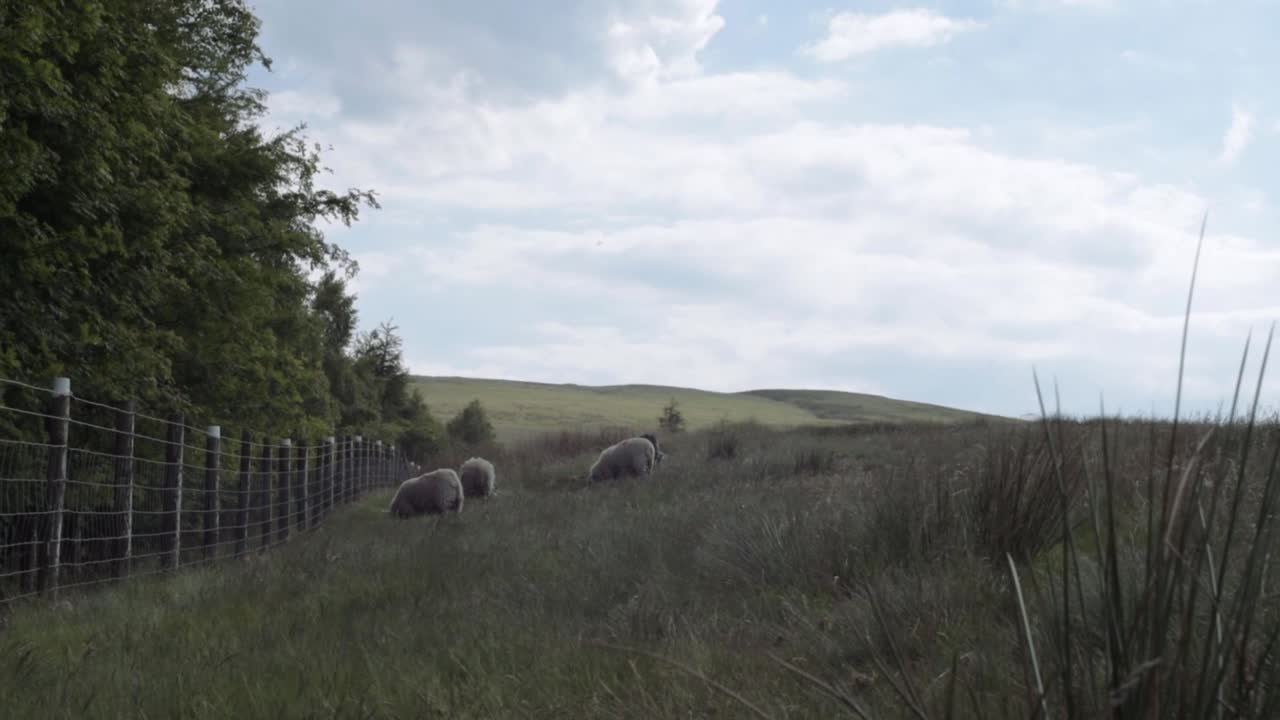 Gregge di pecore al pascolo su un ampio paesaggio agricolo, ripresa panoramica