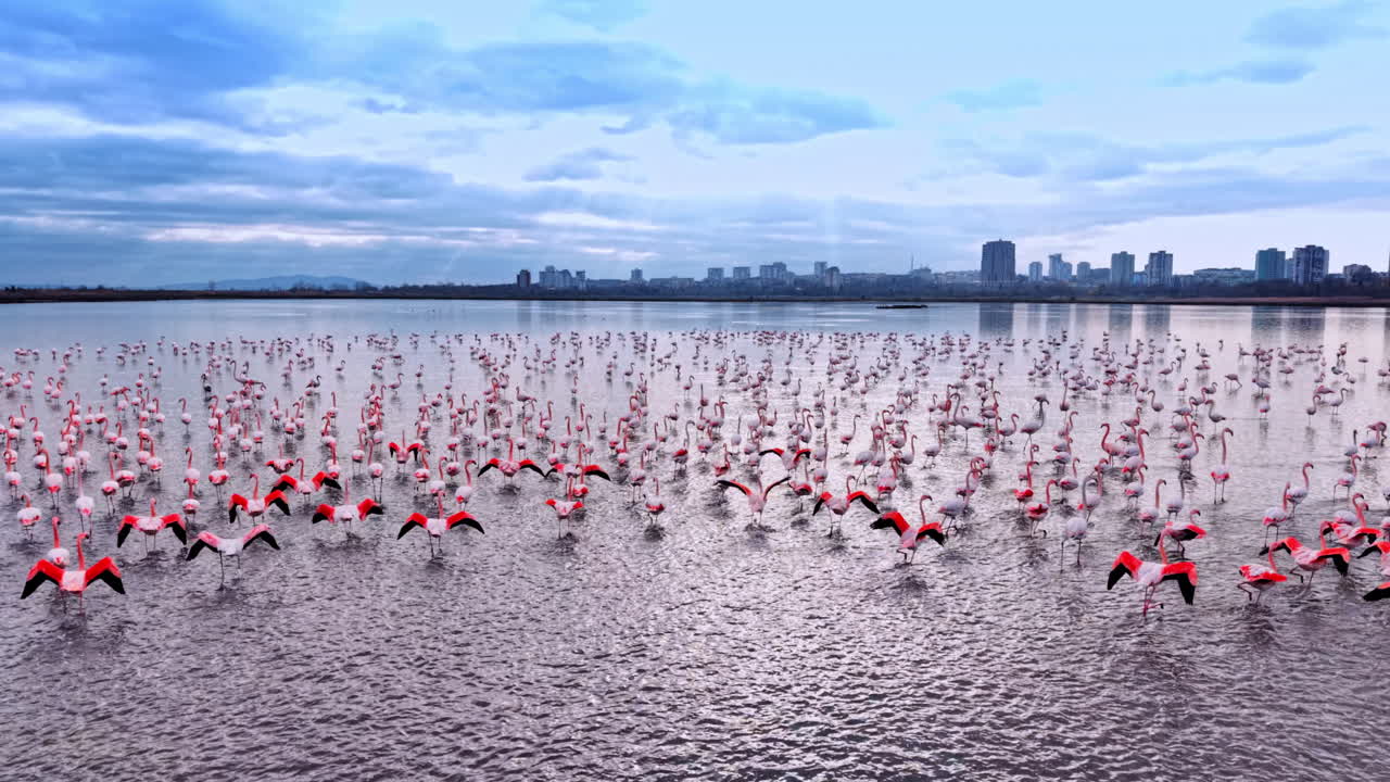 Gran bandada de flamencos en el agua con el horizonte urbano. Flamencos comunes vadeando en aguas poco profundas con edificios urbanos y cielo nublado en Burgas, Bulgaria
