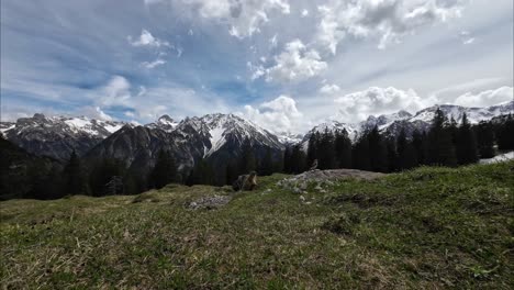 Wildes-Murmeltier-Sitzt-Im-Feld-Neben-Vogel-Mit