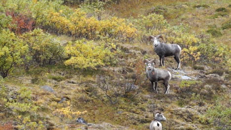 stone sheep in british columbia