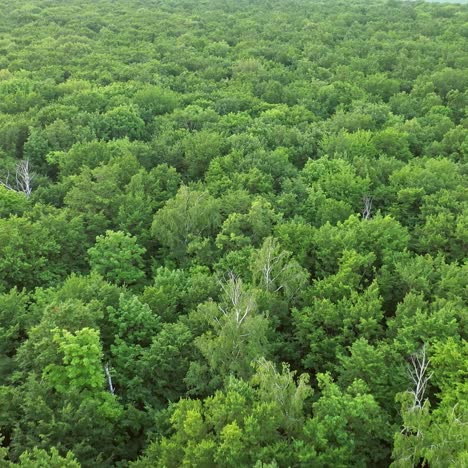 aerial top view forest