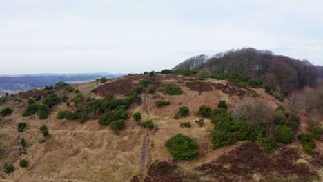 aerial shot of a beautiful forest in denmark