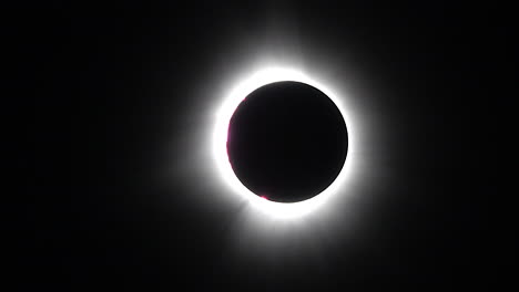 a bird passes in front of a total solar eclipse with pink prominences and a bright solar corona