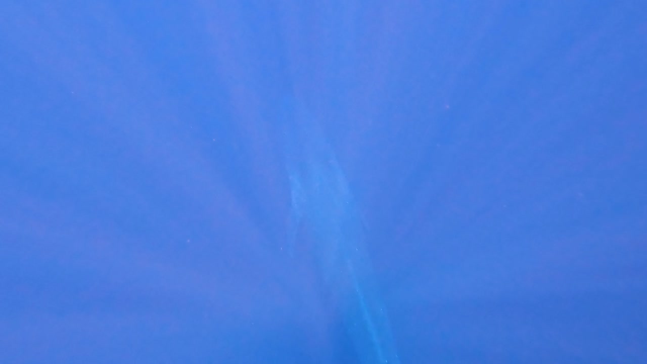 vista submarina de arriba hacia abajo de un encuentro de ballena azul en timor-leste, sudeste asiático, nadando en la migración a australia, con la luz del sol filtrando a través de las profundas aguas azules del océano