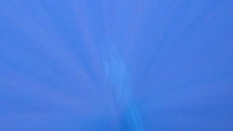 vista submarina de arriba hacia abajo de un encuentro de ballena azul en timor-leste, sudeste asiático, nadando en la migración a australia, con la luz del sol filtrando a través de las profundas aguas azules del océano