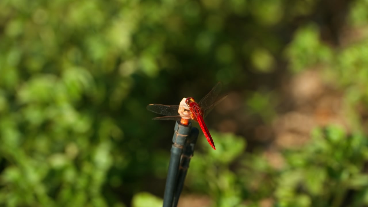 Beautiful red dragonfly with transparent wings resting on a black irrigation sprinkler head in a lush green garden, showcasing the delicate details of the insect - macro slow motion