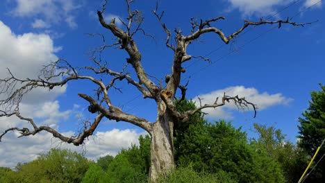 este árbol viejo y espeluznante, con sus viejos tentáculos extendiéndose en todas direcciones como para agarrarte cuando menos lo esperas