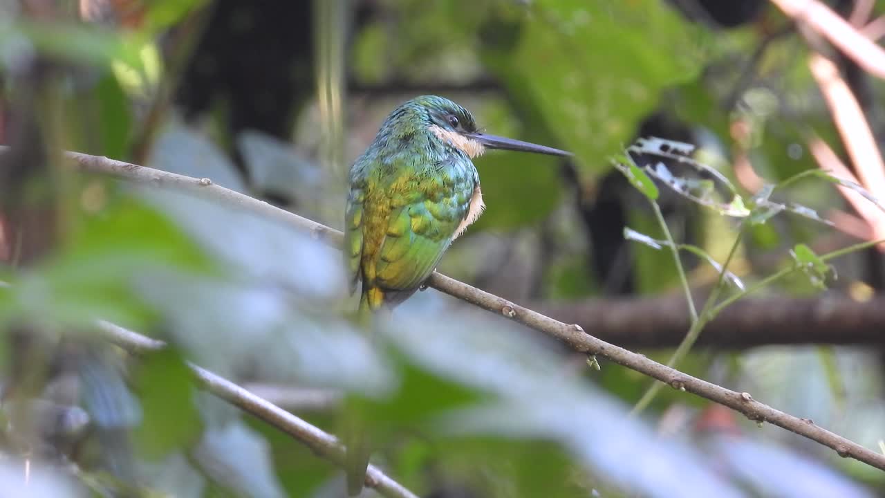 Beautiful exotic bird with long beak in jungles, close up back view