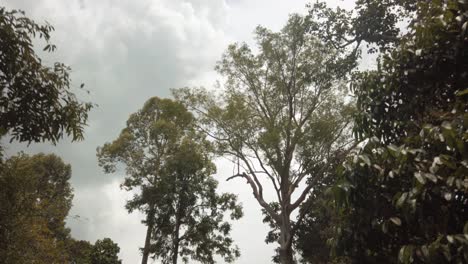 ancient tree canopies in the borneo rainforest