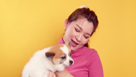 asian gorgeous young show love and play with chihuahua mix pomeranian dogs for relaxation on bright yellow background-4