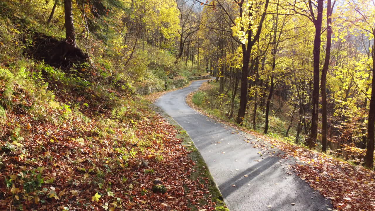strada autunnale nella foresta di montagna, vista aerea degli alberi del fogliame giallo e rosso