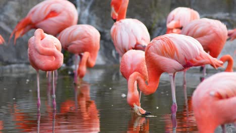 flamencos americanos de color rosa rojizo que mueven su pico bebiendo en aguas poco profundas mientras otros descansan en la naturaleza