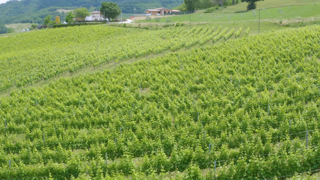 fotografía aérea de filas de viñedos al sol del mediodía en las colinas italianas de la región de marche