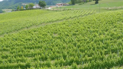 aerial shot of rows of vineyard at the noon sun on the italian hills in marche region