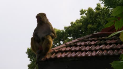 Mono-Joven-Sentado-En-El-Borde-Del-Techo-Mirando-A-Su-Alrededor-En-Katmandú,-Nepal