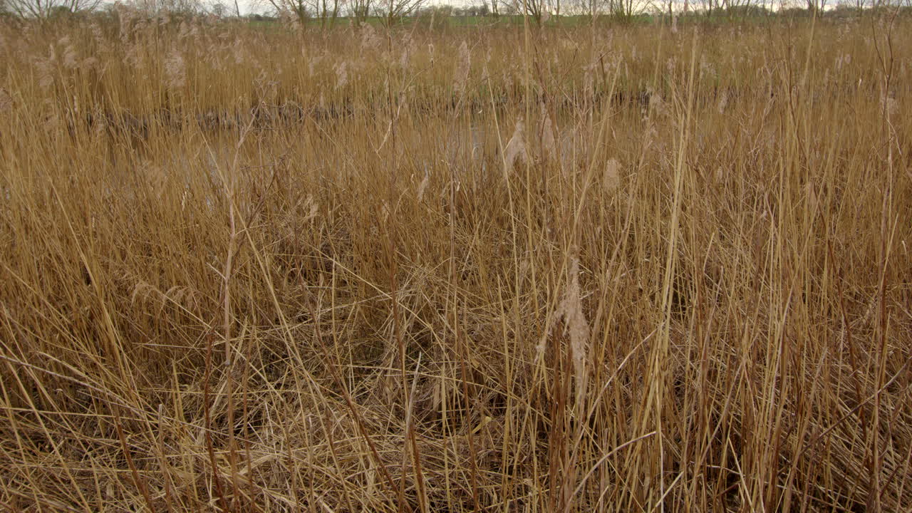 루담 다리의 배경에 있는 강 개미와 함께 을 통해보고 있습니다.