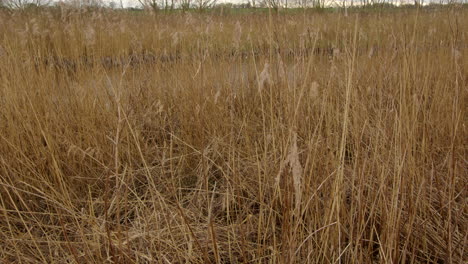 Mirando-A-Través-De-Los-Juncos-Con-La-Hormiga-De-Río-Al-Fondo-En-El-Puente-Ludham