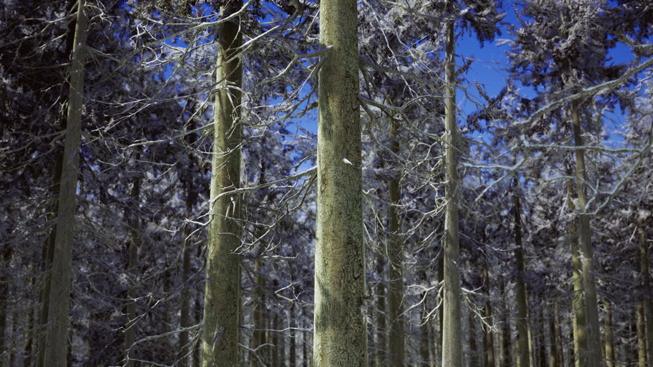 Snow covered forest with tall trees under a clear blue sky in winter