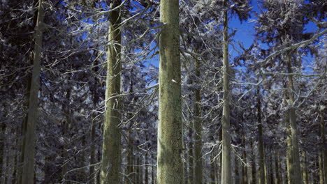 snow covered forest with tall trees under a clear blue sky in winter
