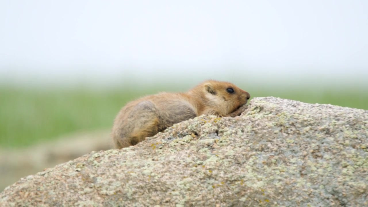 Small Marmot Resting on a Rock in a Grassy Field