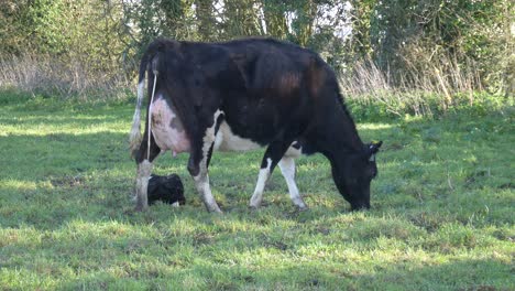 new-born baby calf and mother grazing