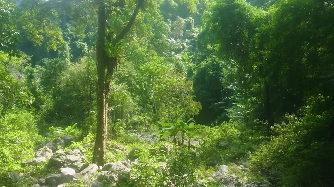una linda escena en la jungla